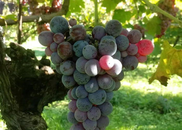 Feriegård Al Vajo Lazise