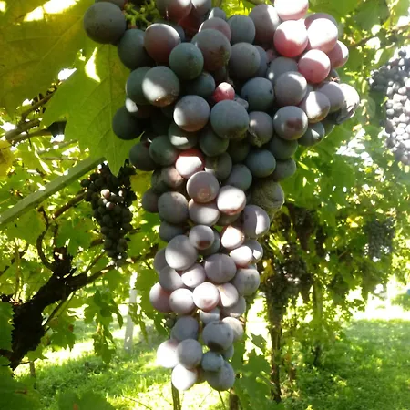 Al Vajo Farmház