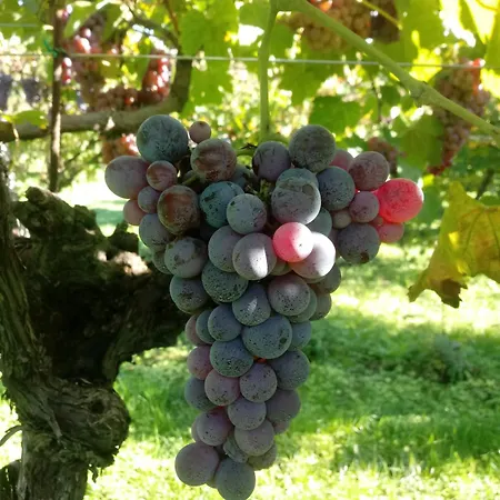 Farmház Al Vajo Lazise